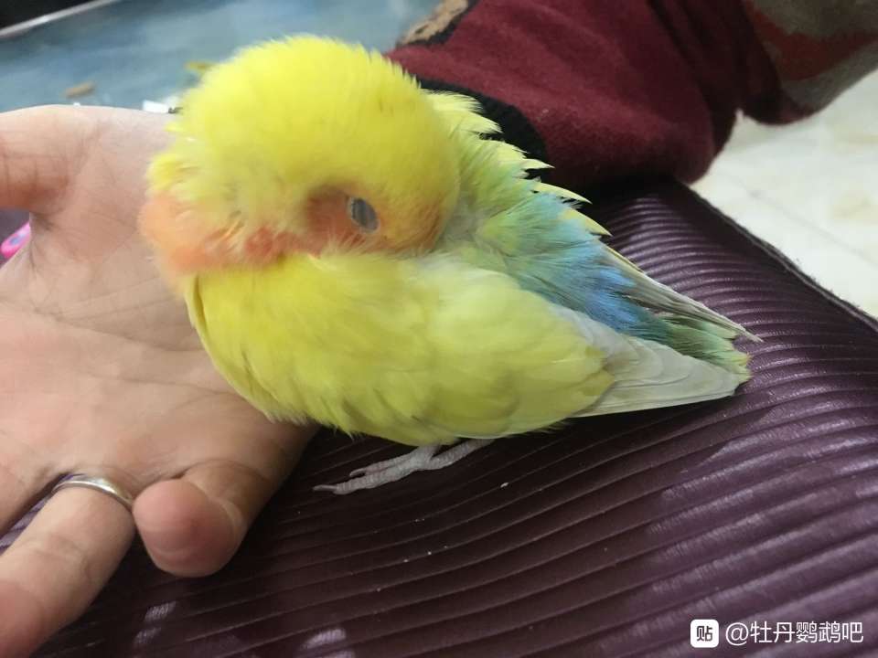 主题宠物xq有人喜欢鹦鹉吗鱼鱼最近对鹦鹉很感兴趣收了不少图开个美貌