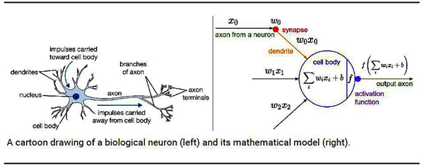 nerves
