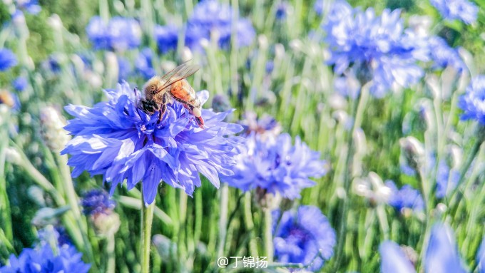 BEE & FLOWERS