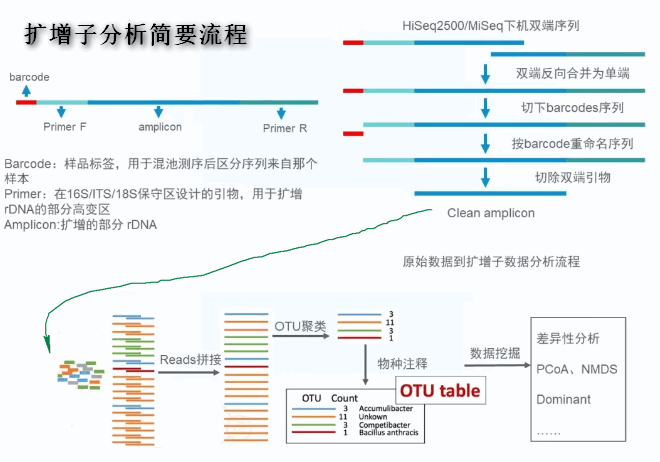 扩增子分析