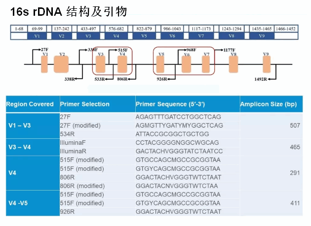 16s rDNA结构及引物