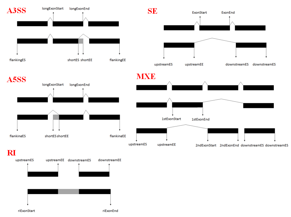 5种ASE