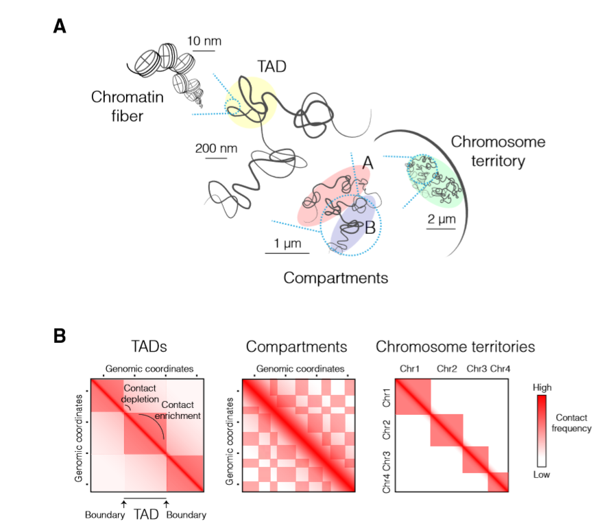 染色质三维结构