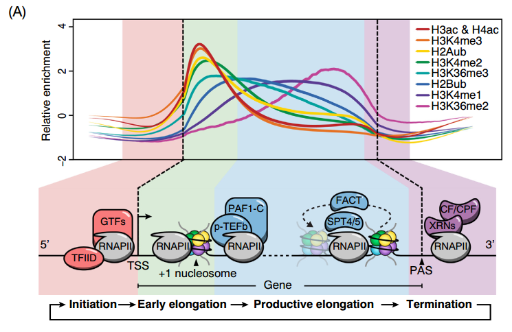 组蛋白修饰与转录阶段