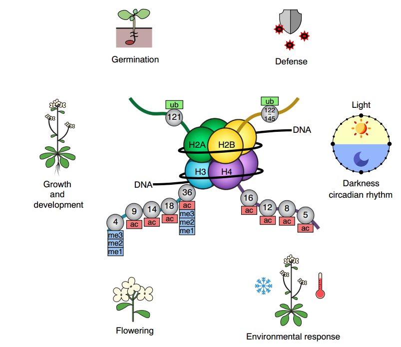 与植物生长发育