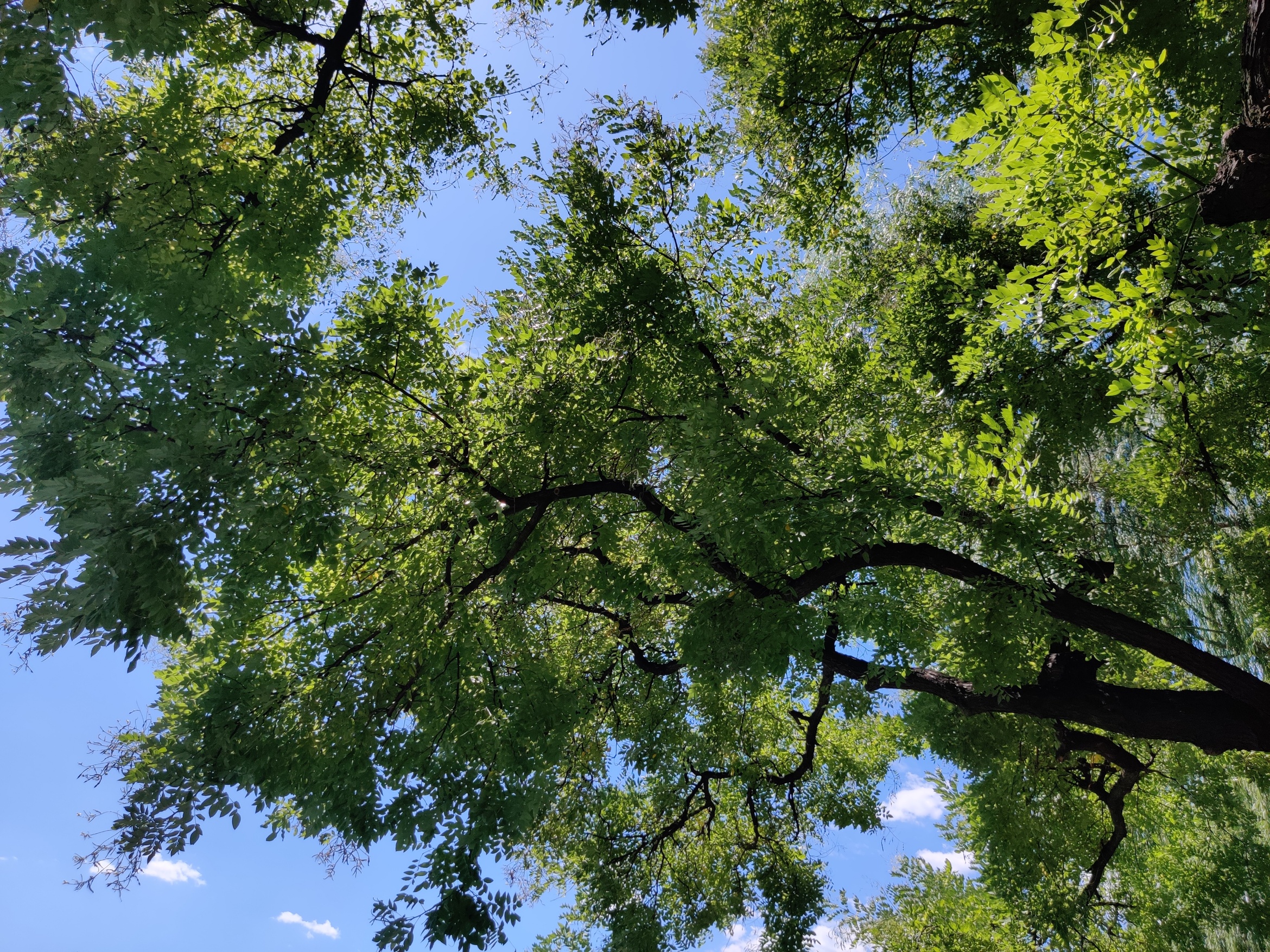 夏