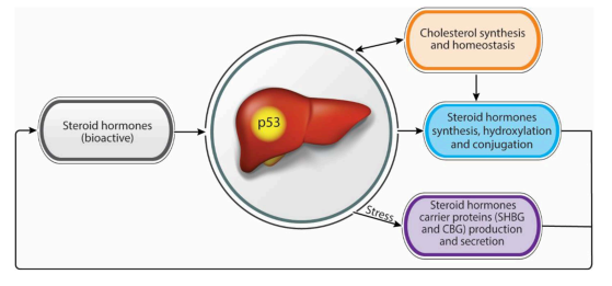 Liver and Steroid Hormones—Can a Touch of p53 Make a Difference?