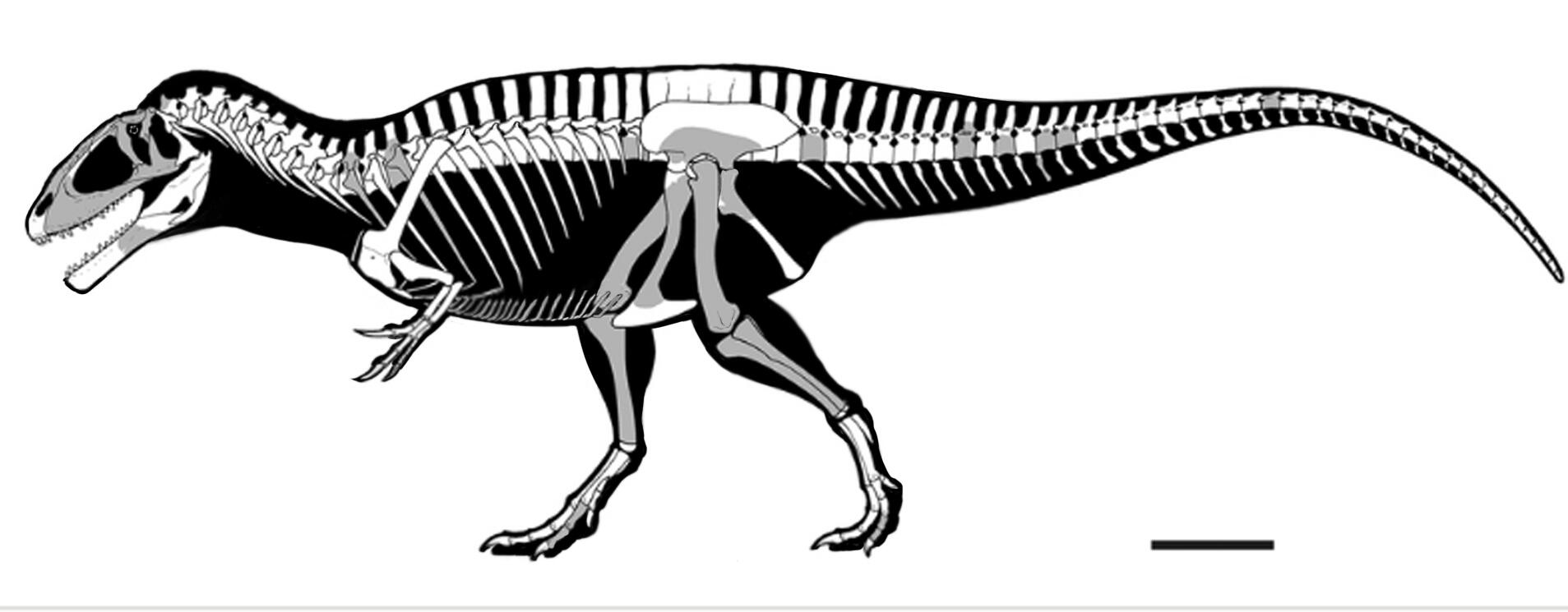 Scientific Accurate Carcharodontosaurus At Jurassic World Evolution