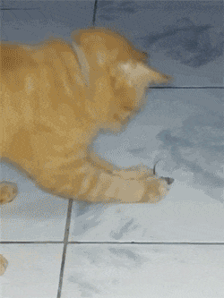 tgPq0O.gif