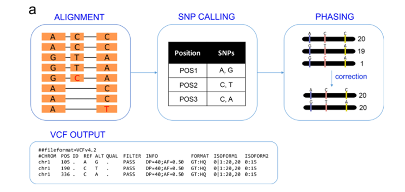 基于SNP进行分型