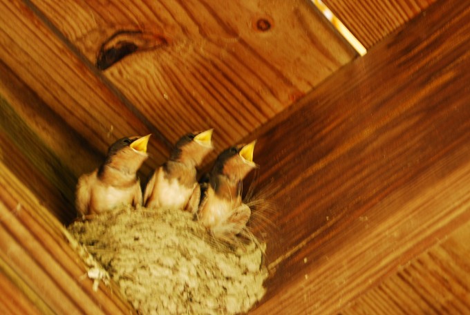 家燕在屋檐下营巢 小燕子看到妈妈张起小嘴