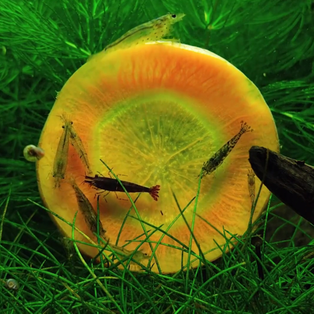 给生态水族箱中放入一片胡萝卜,就成了小虾们的一场盛宴-百货之家