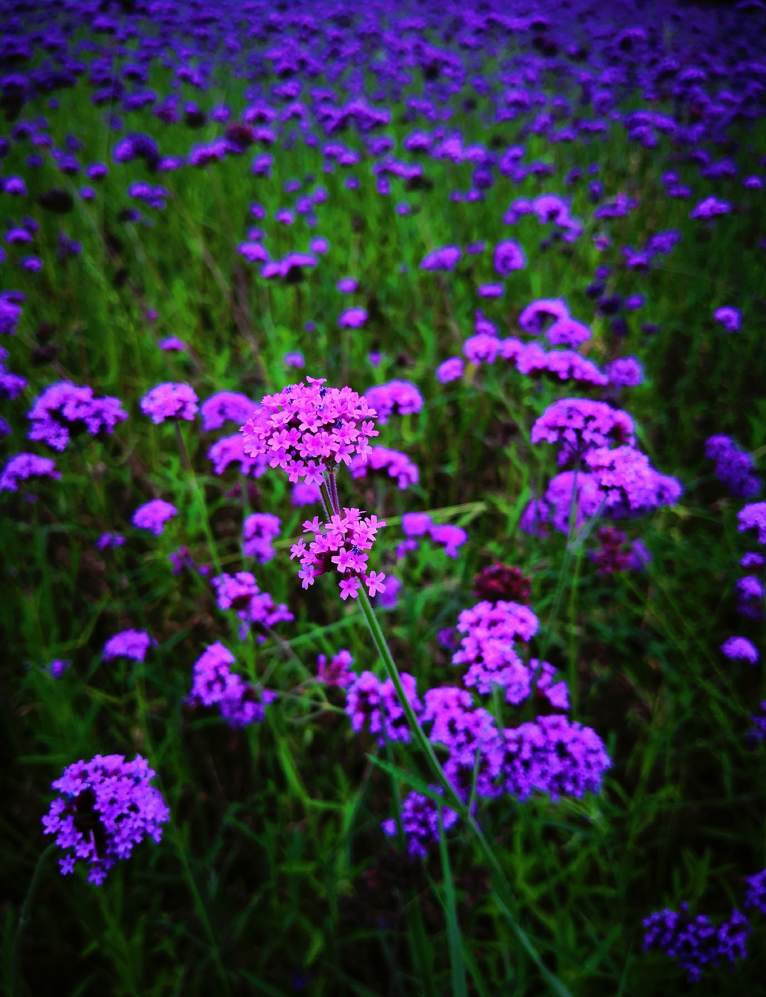 这紫色的小花真是过分妖娆，看久了一阵阵眩晕感随即而来