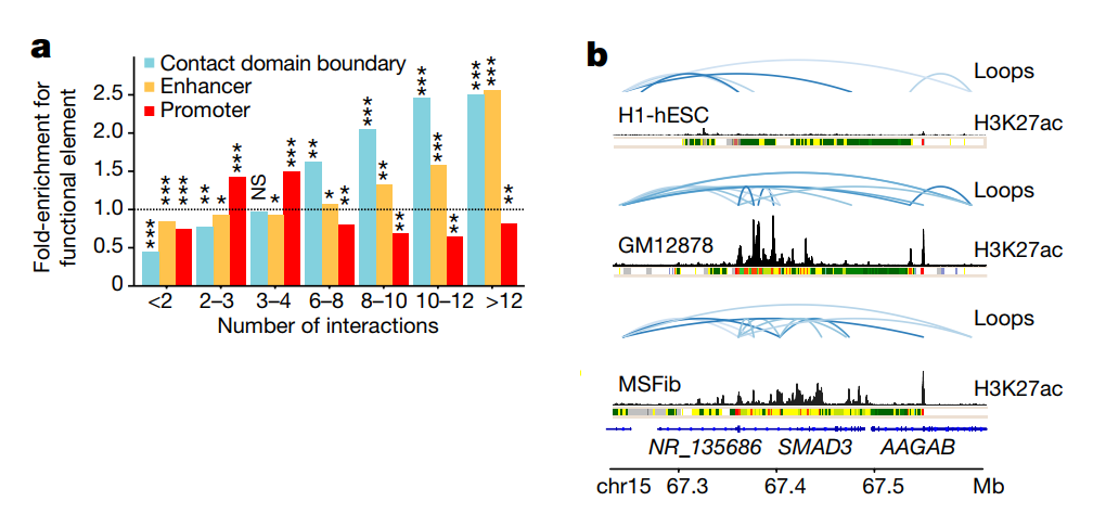 loop末端与增强子元件重叠