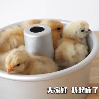 【电饭煲孵小鸡】历时21天,我用电饭煲孵了一窝小鸡-百货之家