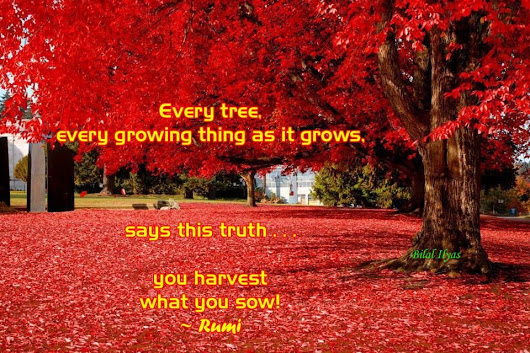 thevoice5D|人类即将获得一个史诗般的收获