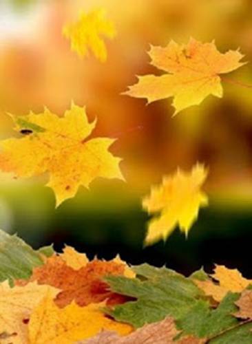 thevoice5D|人类即将获得一个史诗般的收获