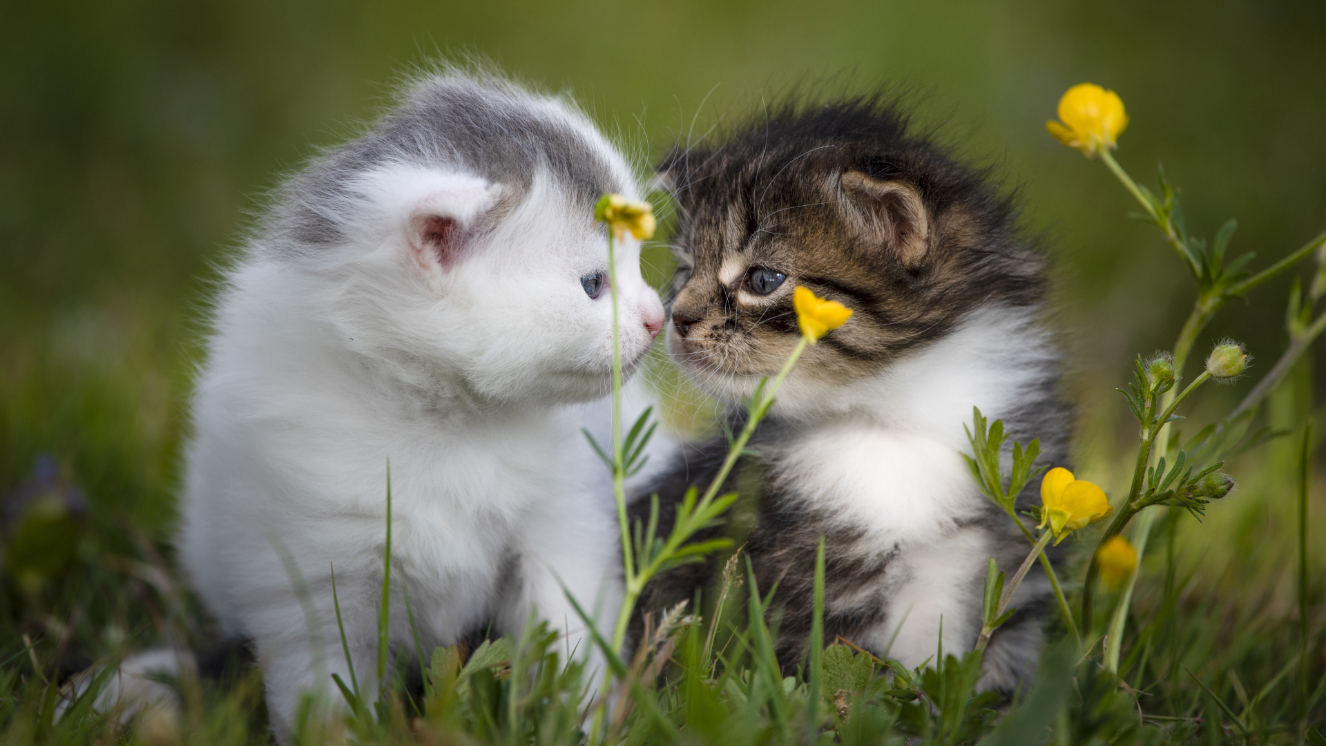 海豚音乐论坛开放注册