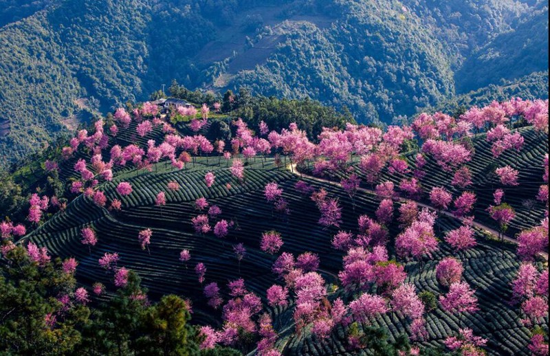 无量山樱花谷 (4)