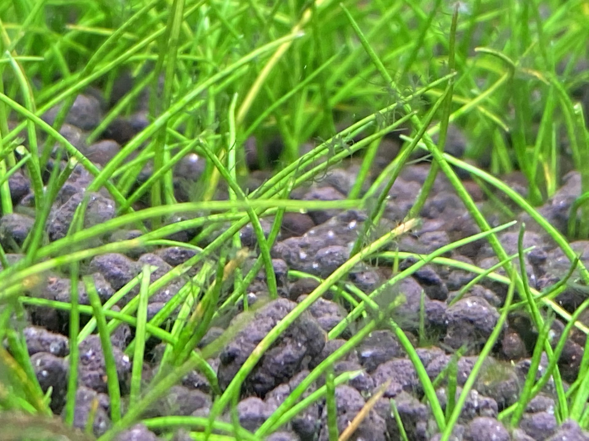 请问迷你牛毛长了这种藻怎么处理 - 水草种植 - cta南美水族