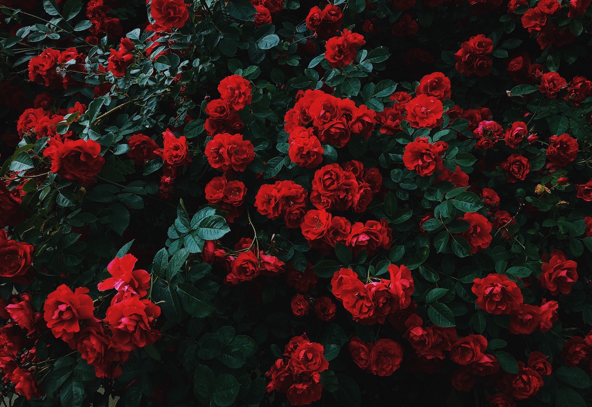 花园红色玫瑰花高清电脑壁纸4k 新桌布网