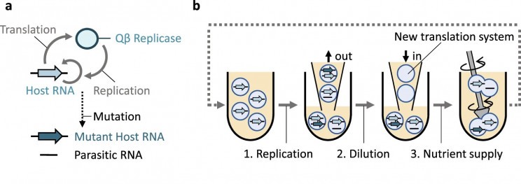 一项新的 RNA 实验终于可以揭示生命的起源 一项新的 RNA 实验终于可以揭示生命的起源