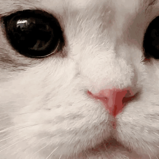 qJcrVO.gif