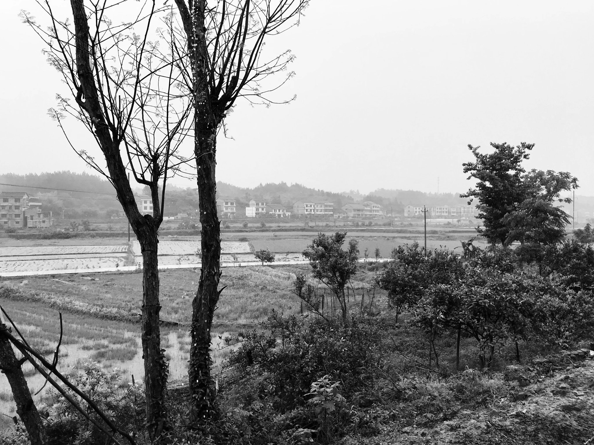 田埂