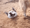 LdxgZ6.gif