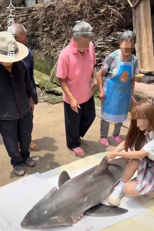 四川百万粉丝网红用濒危噬人鲨做美食,还称“人工养殖可食用”?媒体已报警