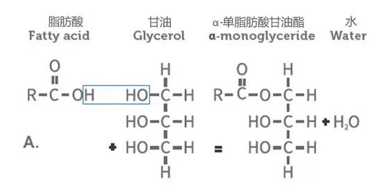 单双甘油脂肪酸酯分子结构