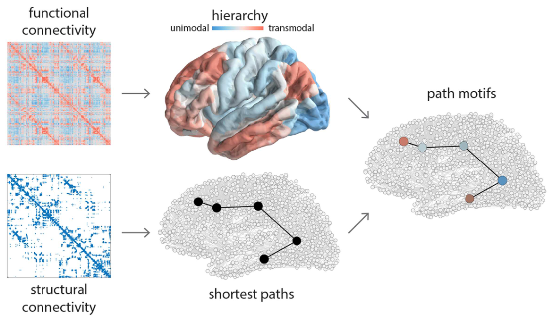 Featured image of post Signal propagation via cortical hierarchies