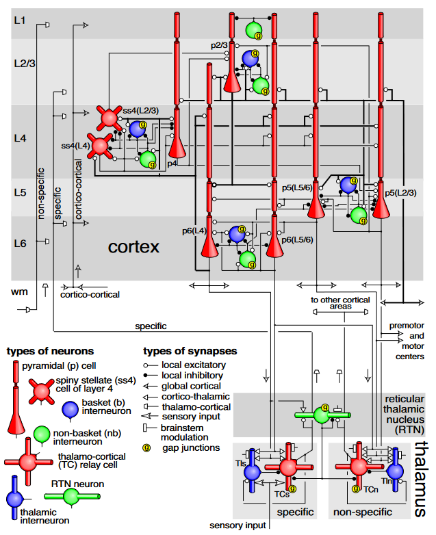 Featured image of post Large-scale model of mammalian thalamocortical systems