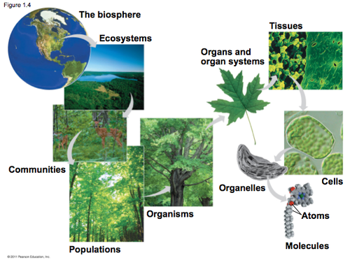 植被覆盖度的概念_植物和植被的区别