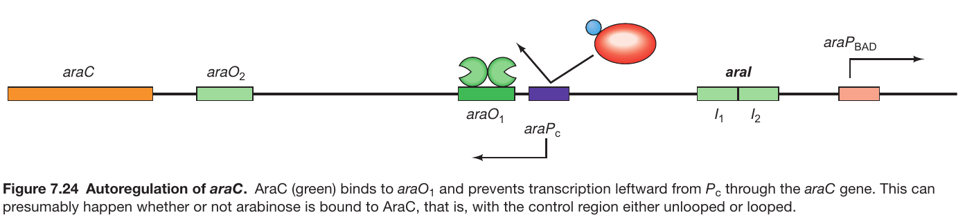 AraC autoregulates its Own Expression