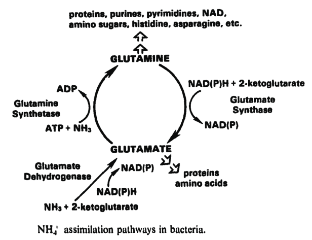 Glutamine Synthesis